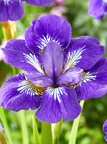 Siberian Iris I See Stars