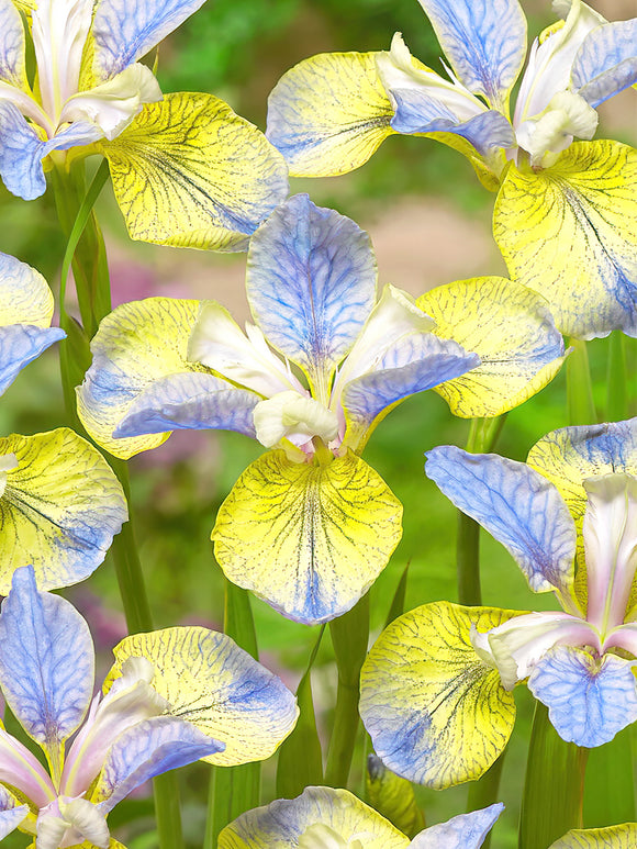 Iris Siberica Tipped in Blue