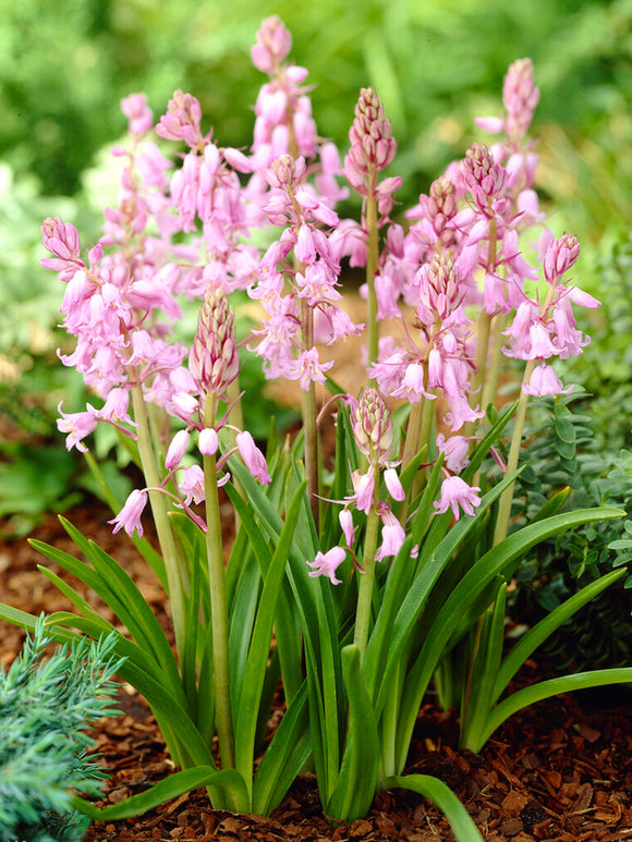 Spanish Bluebell bulbs (Dainty Maid Pink)