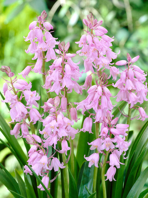 Spanish Bluebell Bulbs Dainty Maid Pink