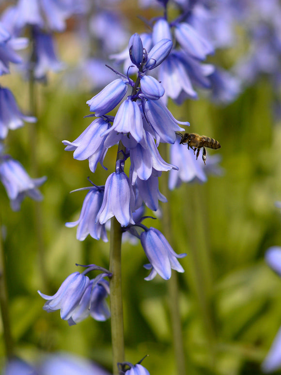 Spanish Bluebells Excelsior Blue