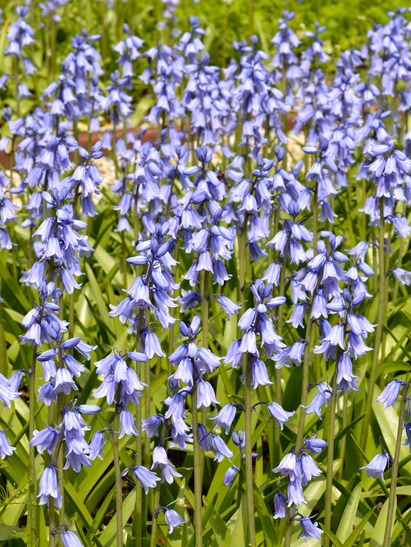 Spanish Bluebells Excelsior Blue