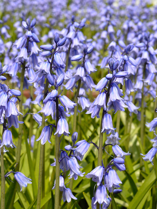 Spanish Bluebells Excelsior Blue