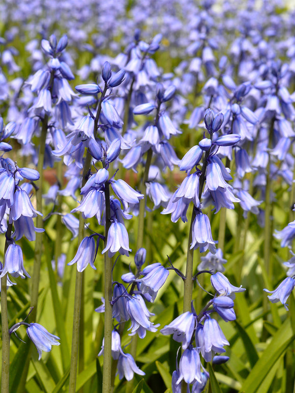 Spanish Bluebells Excelsior Blue