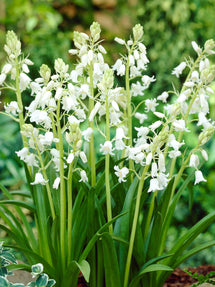 Spanish Bluebells White City
