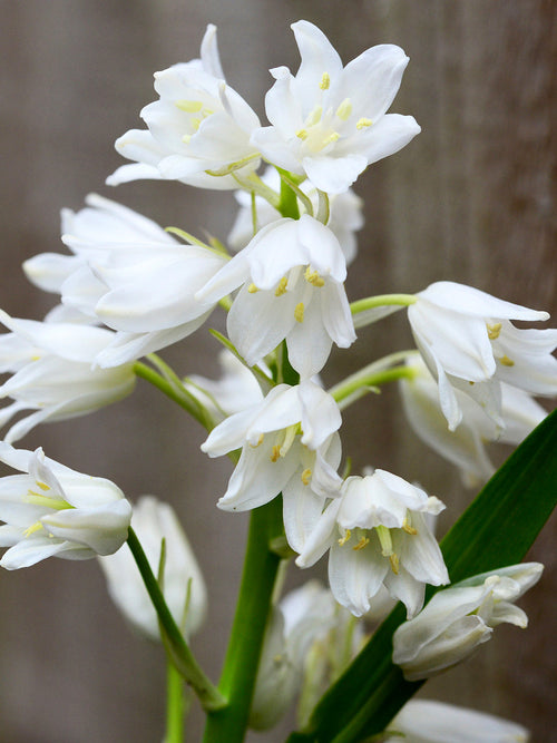 Spanish Bluebell White City Bulbs