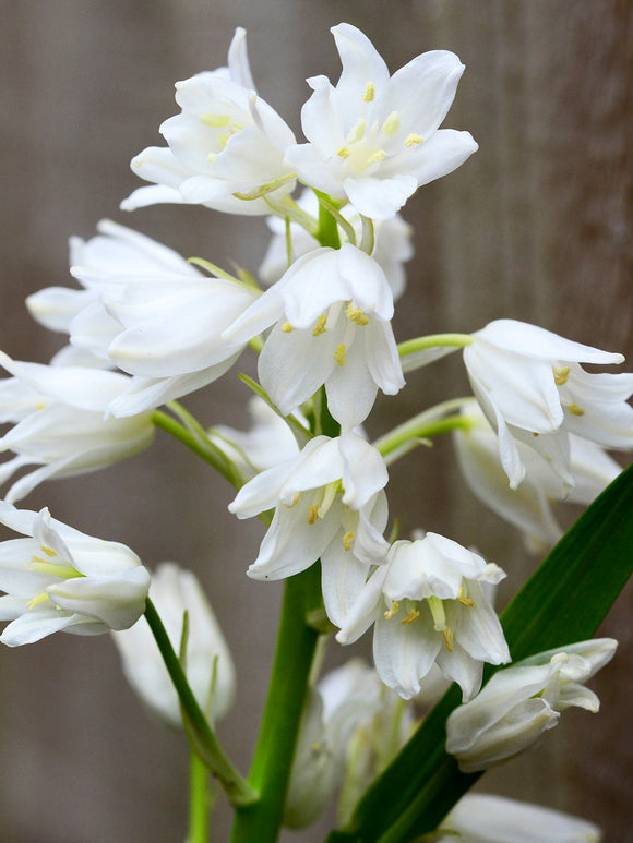 Spanish Bluebell White City Bulbs