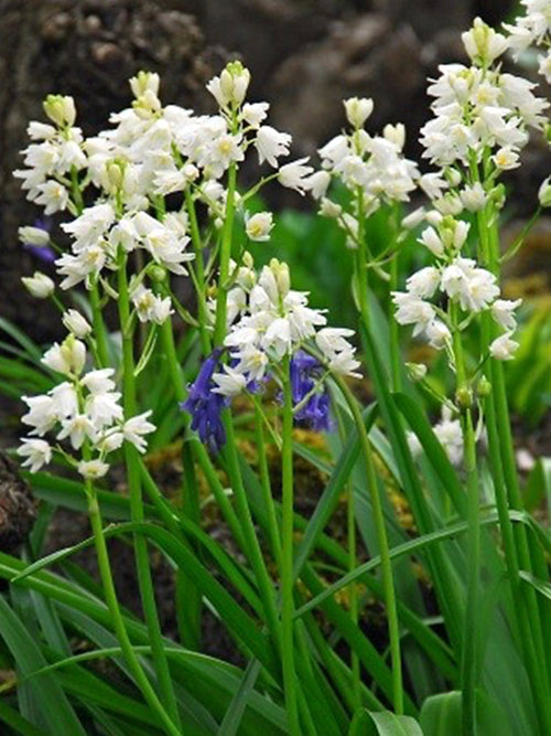 Spanish Bluebells White City