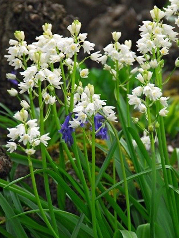 Spanish Bluebells White City