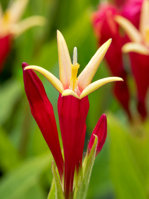 Buy Spigelia marilandica 'Little Redhead' (Indian Pink), spring delivery