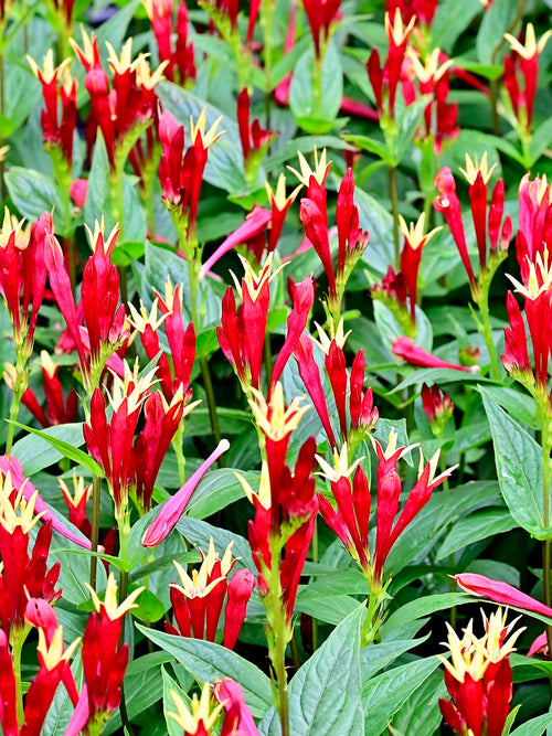 Spigelia marilandica 'Little Redhead' with scarlet red flowers