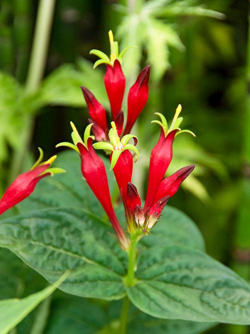 Spigelia marilandica 'Little Redhead' loved by bees and pollinators