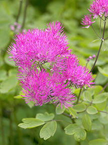 Thalictrum Thundercloud (French meadow-rue)
