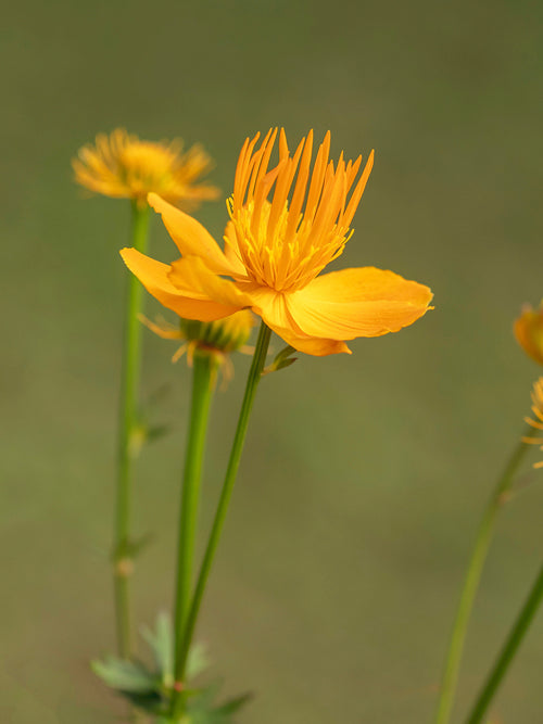 Trollius chinensis Golden Queen (Globeflower) Bare root plants