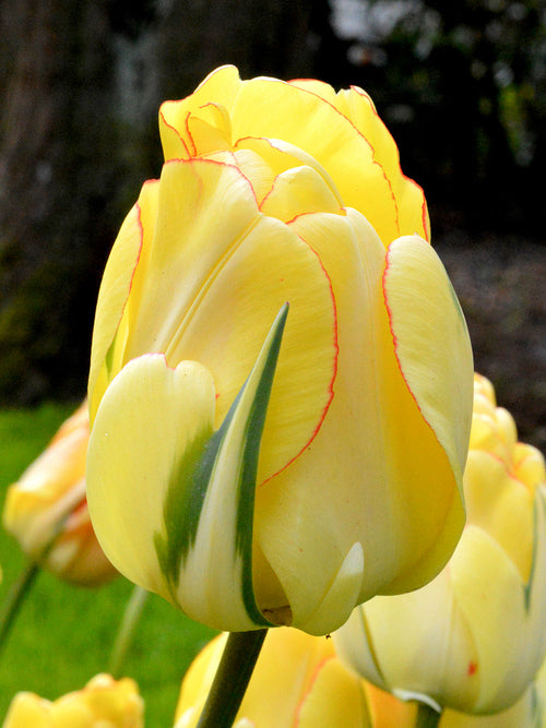 Dutch Tulip Bulbs Akebono
