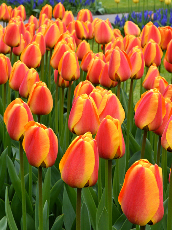 Buy Tulip Bulbs Apeldoorn's Elite