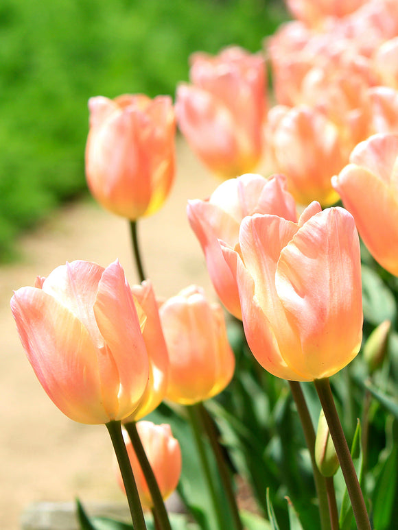 Buy Tulip Bulbs Apricot Giant UK