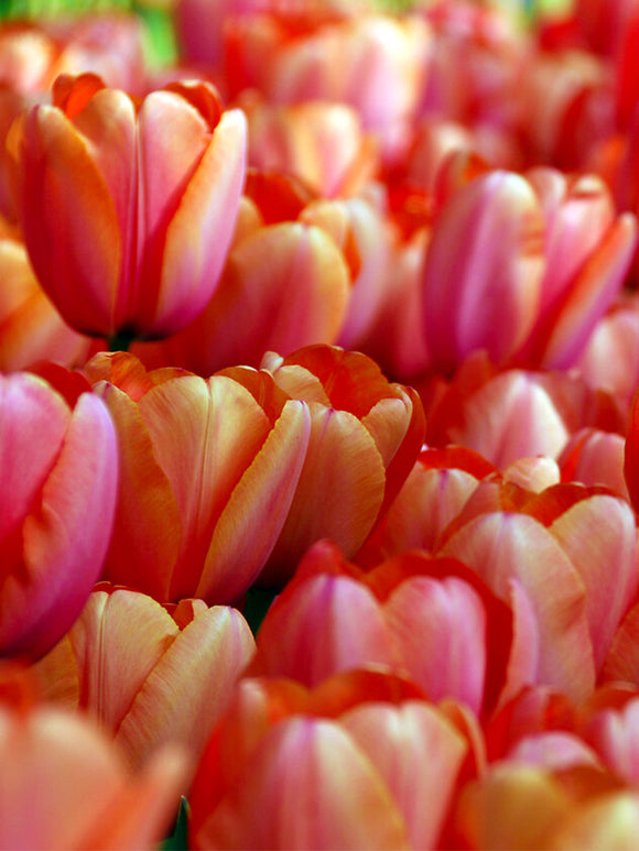 Tulip Bulbs Apricot Impression