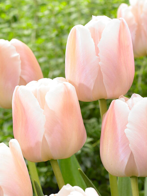 Buy Tulip Apricot Pride flower bulbs for UK Shipping