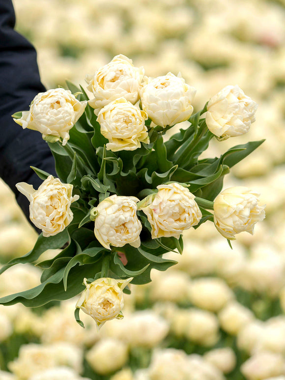 Tulip bulbs - Avant Garde - Cream petals - Doubles