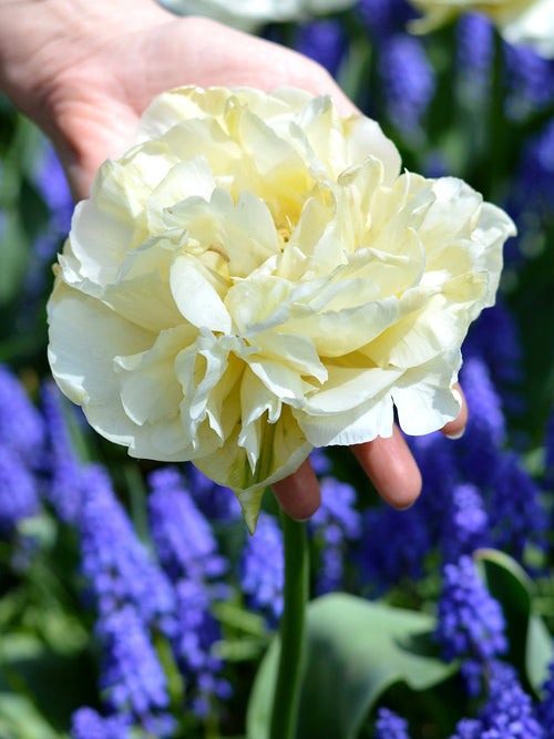 Tulip Bulbs Avant Garde - Double Cream Flowers
