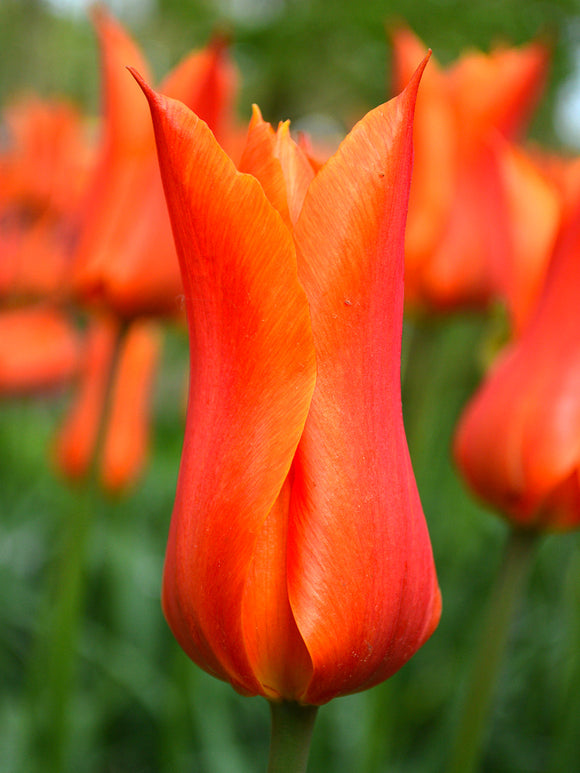 Tulip Orange Ballerina Flower Bulbs