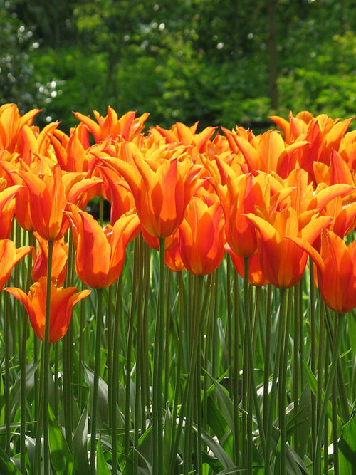 Tulip ballerina bulbs UK delivery