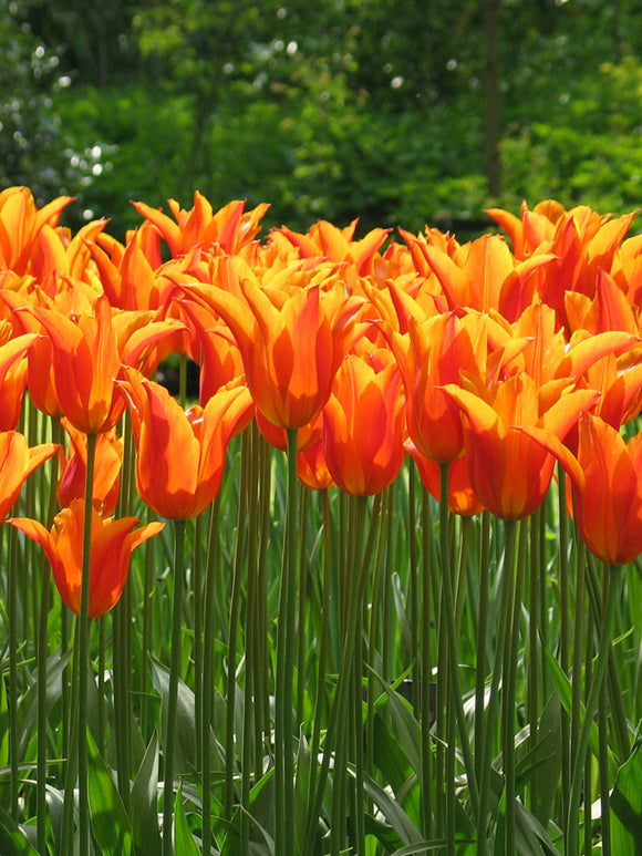 Tulip ballerina bulbs UK delivery