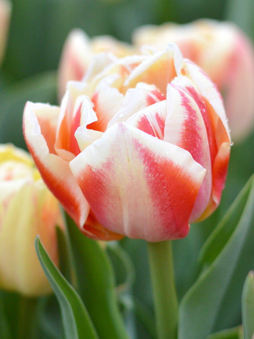 Buy Tulip Bed of Roses bulbs