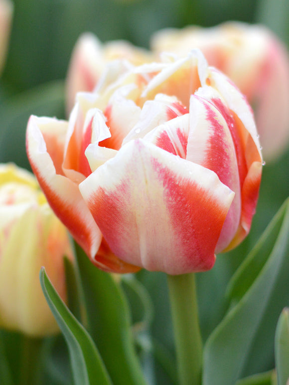 Buy Tulip Bed of Roses bulbs