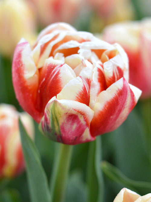 Tulip Bed of Roses, Buy Darwin Hybrid Tulip Bulbs