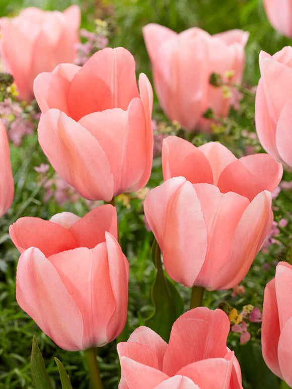Tulip Bulbs Bella Blush