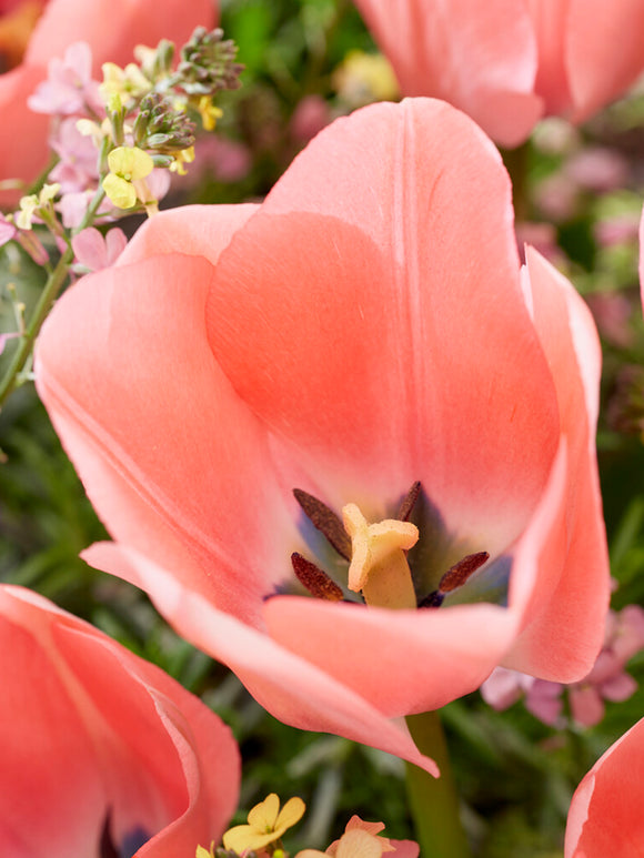 Bella Blush Tulip Bulbs