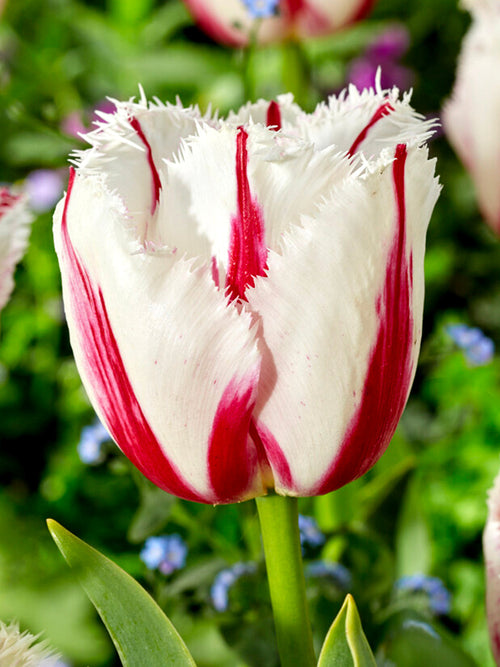 Tulip Burning Fire