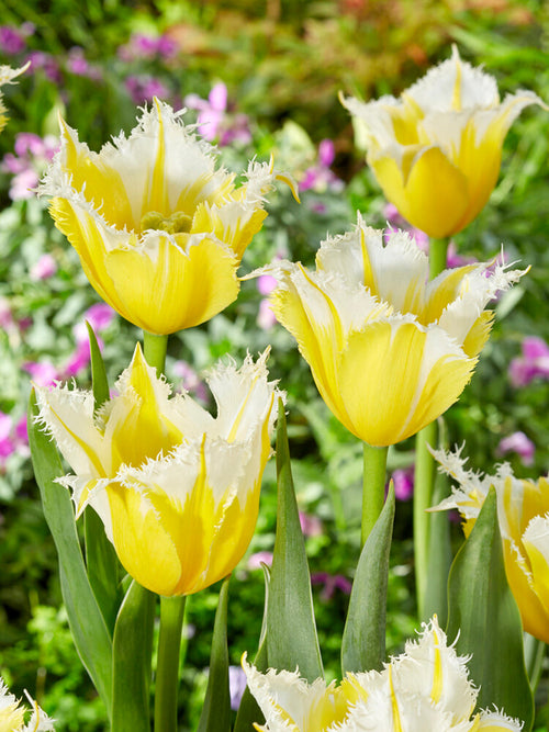 Buy Tulip Burning Flame Bulbs