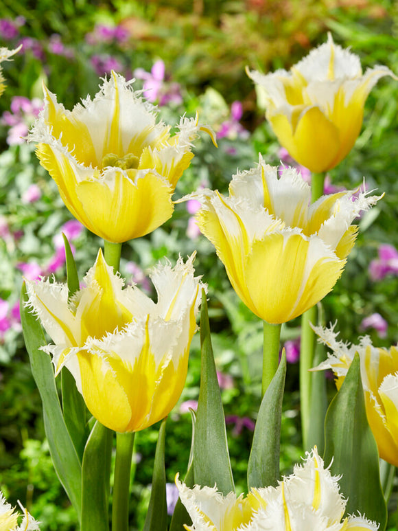 Buy Tulip Burning Flame Bulbs