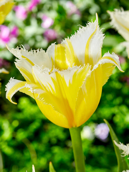 Buy Tulip Burning Flame Bulbs