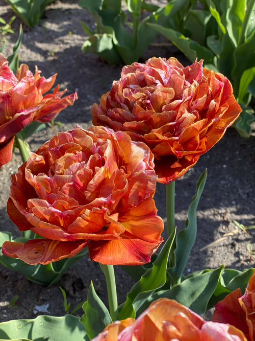 Double Tulip Caramel close‑up petals