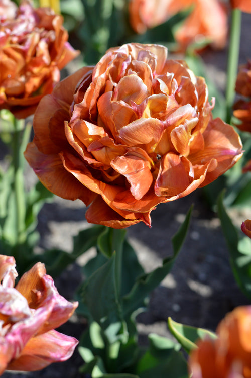Caramel and copper orange double tulip