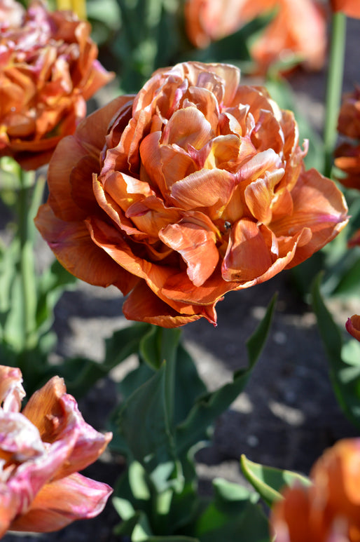 Caramel and copper orange double tulip
