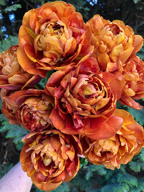 Warm autumn‑toned Tulip Caramel flowers