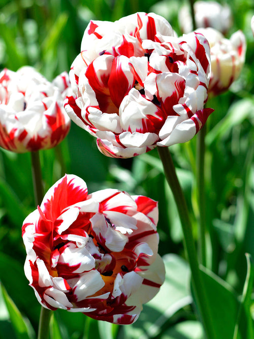 Tulip Carnival de Nice Bulbs UK Shipping