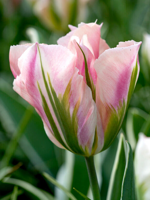 Tulip Chinatown UK shipping