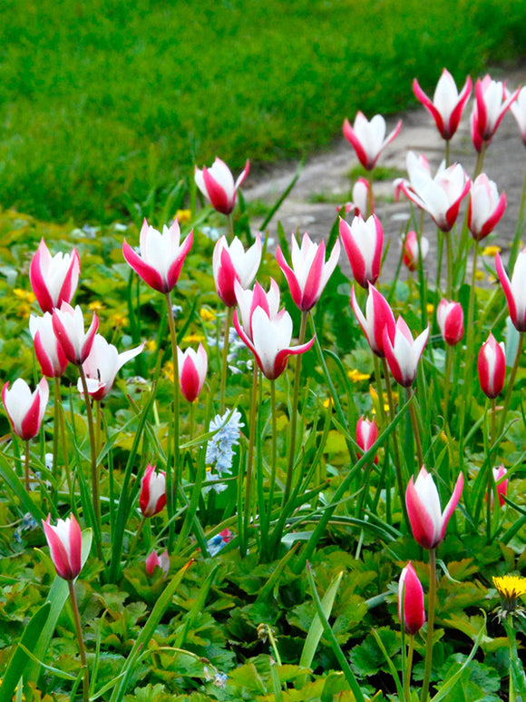 Tulip Bulbs Peppermint Stick