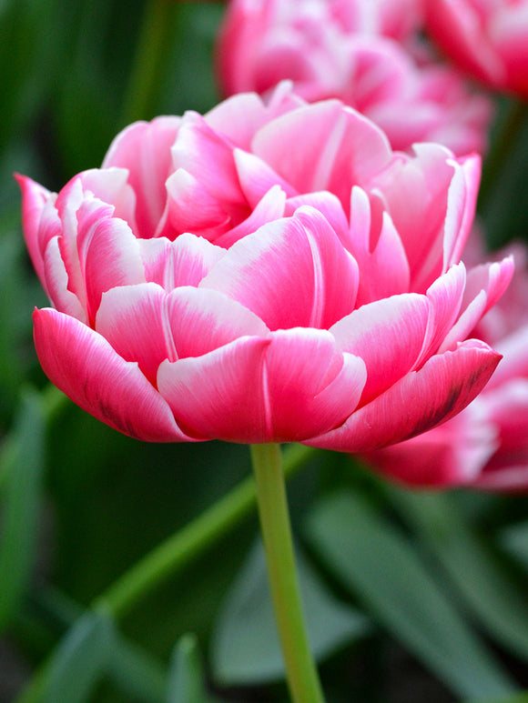 Tulip Columbus - Great as Cut Flower in Bouquet or Vase