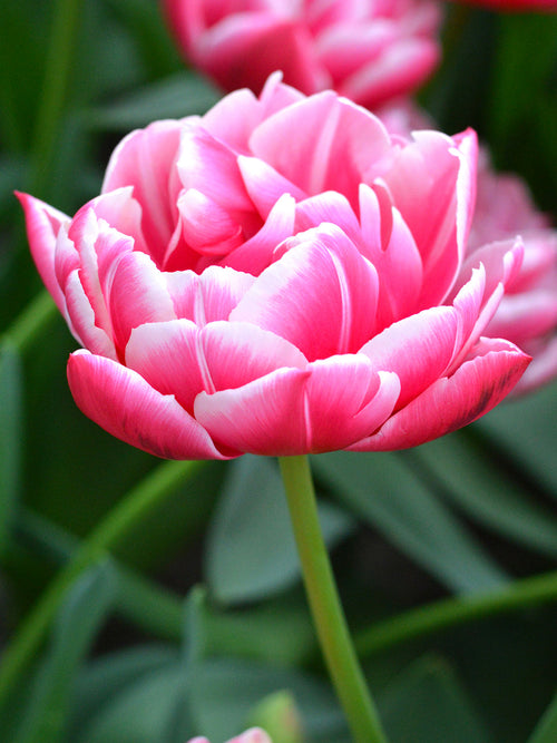 Tulip Columbus Flower Bulbs from Holland