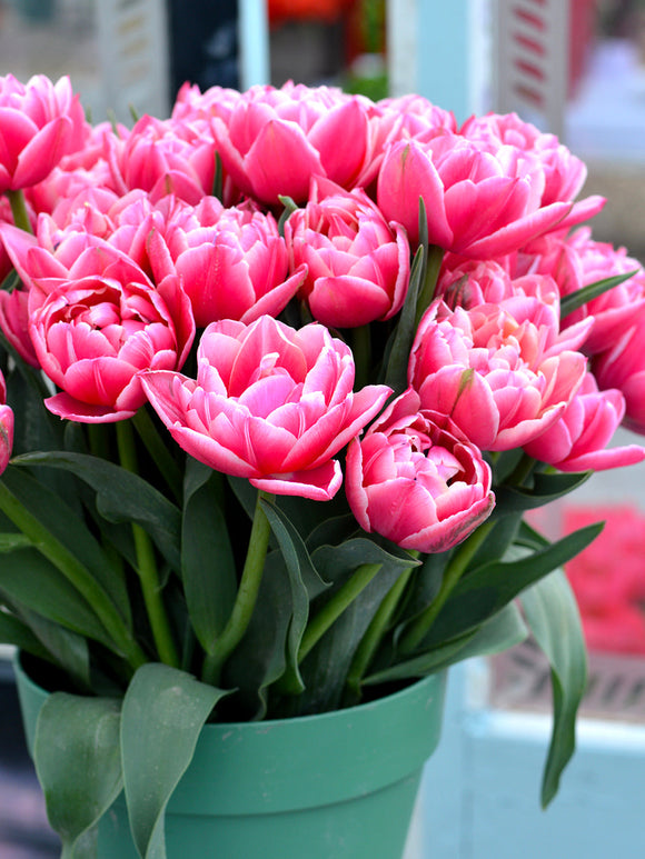 Tulipa Columbus - DutchGrown Flower Bulbs