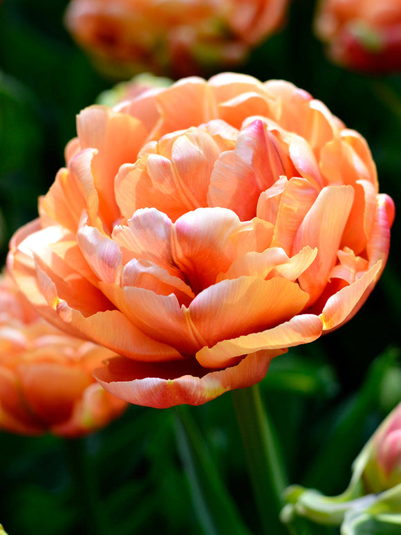 Peony Tulip Copper Image