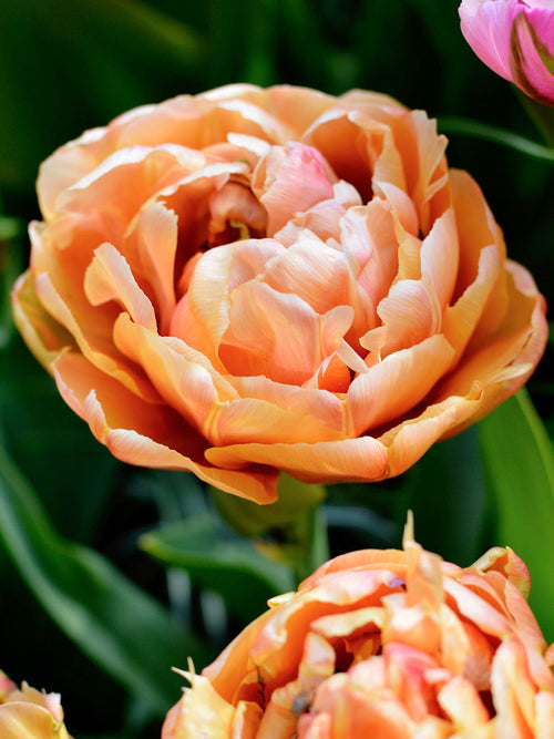 Buy Tulip Copper Image Bulbs