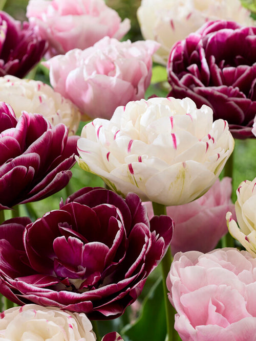 Tulip Velvet Morning Collection Flower Bulbs